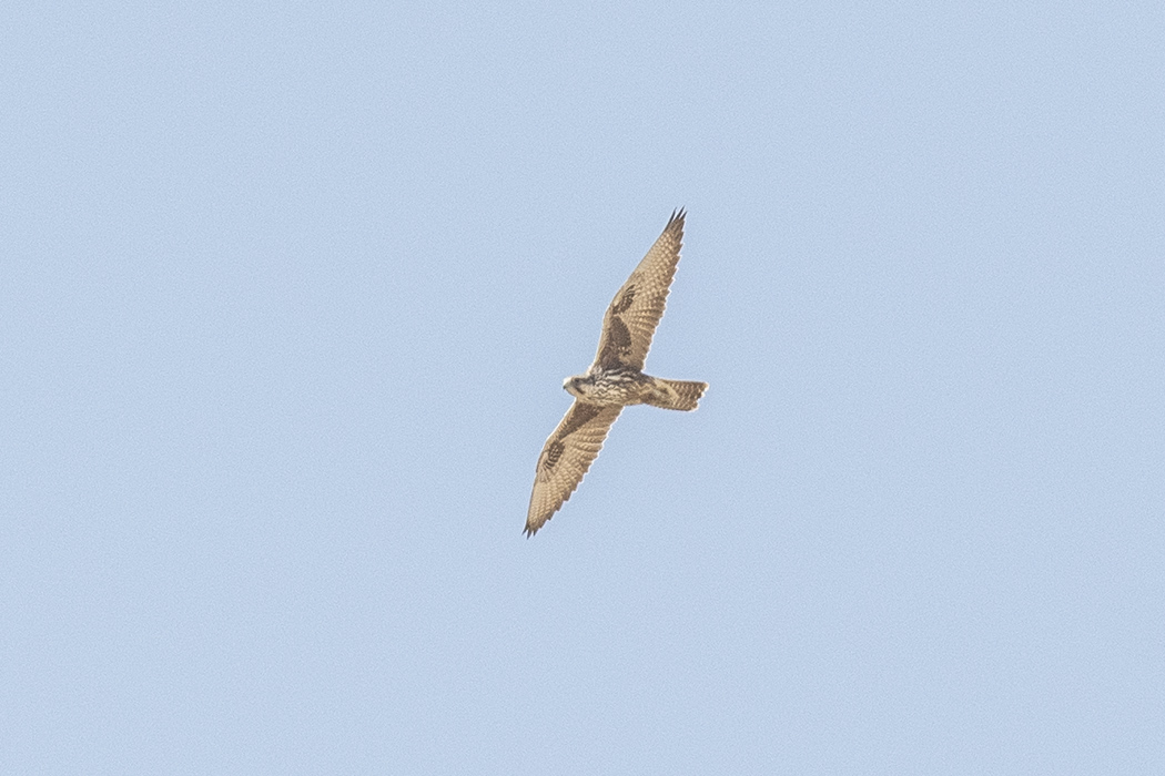 Lanner Falcon